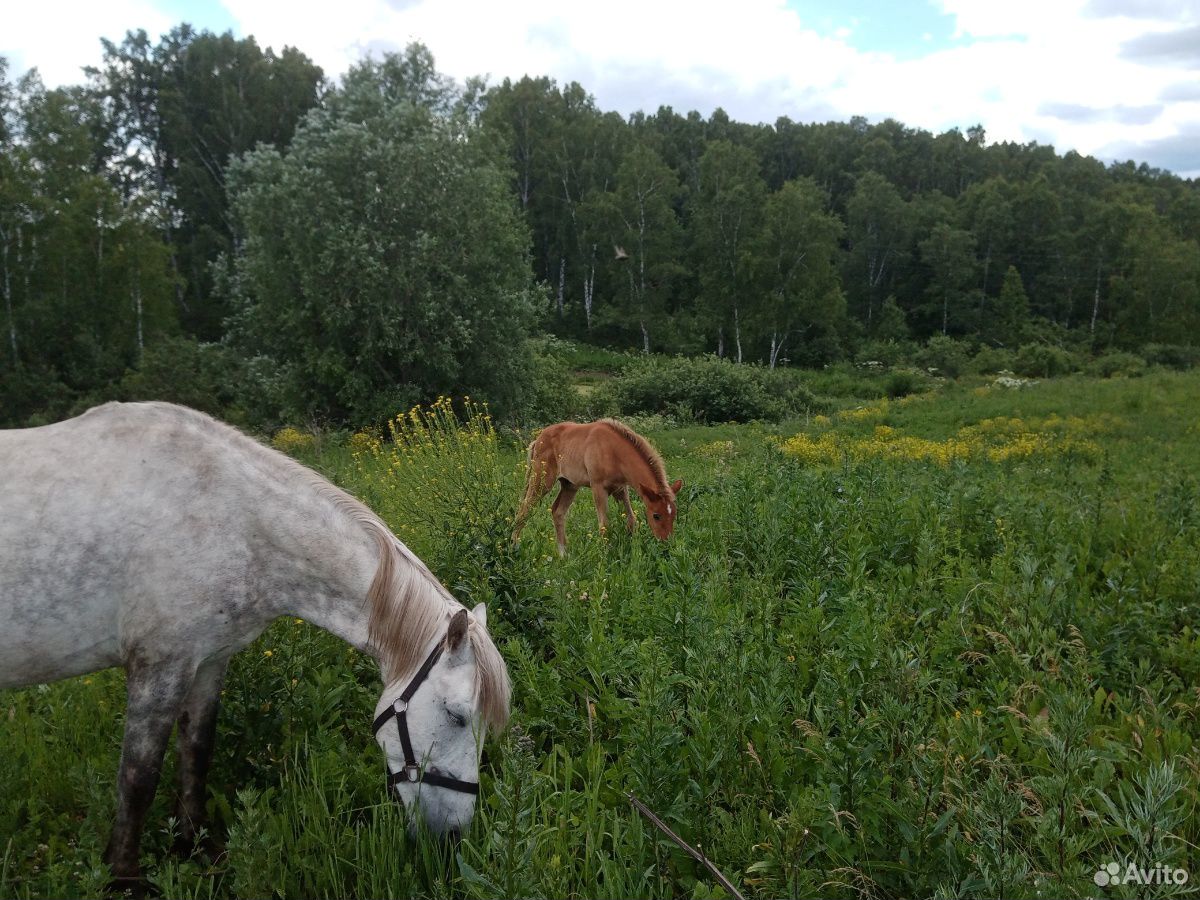 Где Купить Лошадей В Астраханской Области