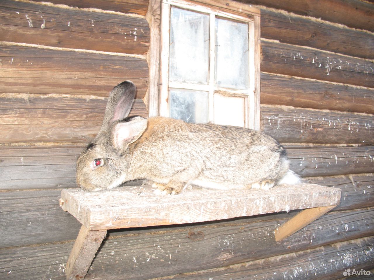 Кролики породы "Ризен" купить на Зозу.ру - фотография № 2
