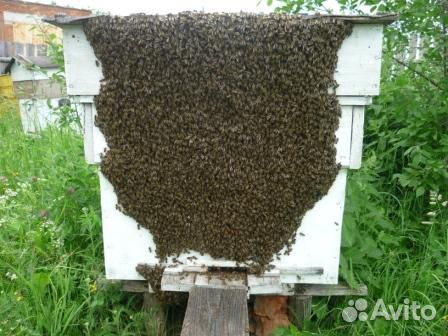 Пчелосемьи продаются купить на Зозу.ру - фотография № 1