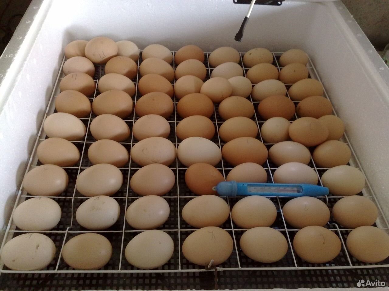 Чем обработать яйца перед закладкой в инкубатор. Кобб 700 инкубационное яйцо. Инкубационное яйцо кур инкубация. Закладка куриных яиц в инкубатор Несушка.