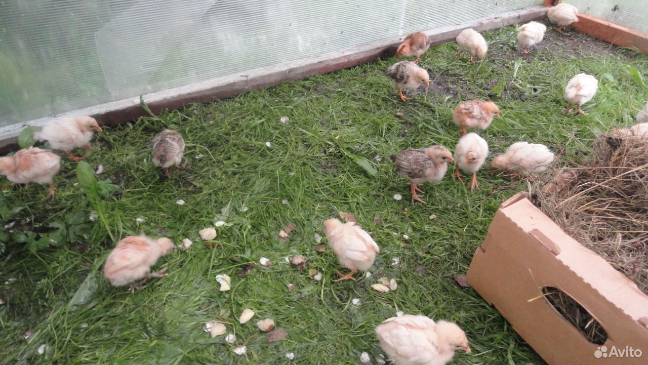 Домашние цыплята и индюшата в Батецком районе купить на Зозу.ру - фотография № 3