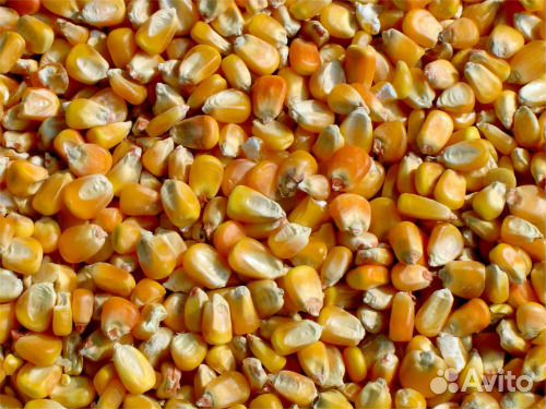 Зерно овса, пшеницы, кукурузы купить на Зозу.ру - фотография № 2