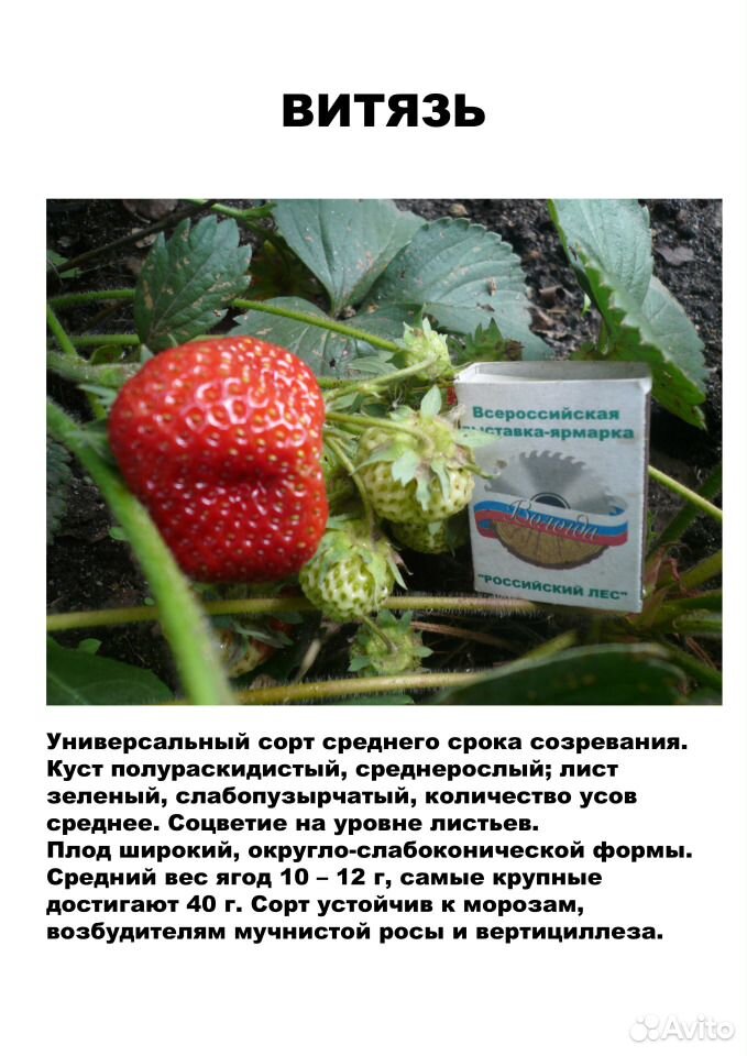 Саженцы садовой земляники (клубники) на август купить на Зозу.ру - фотография № 3