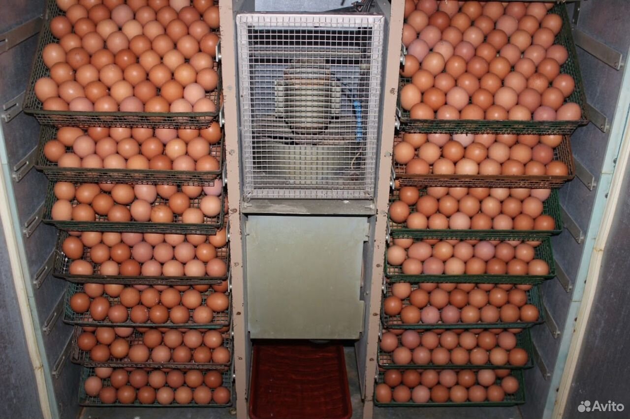 Инкубационое яйцо бройлера Кобб 500 Чехия купить на Зозу.ру - фотография № 2