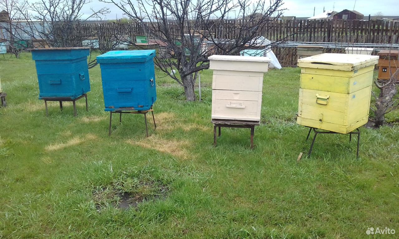 Улья и пчёлы купить на Зозу.ру - фотография № 1