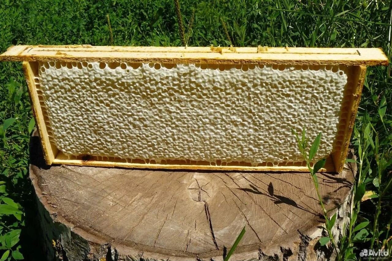 Мёд со свой пасеки доставкой купить на Зозу.ру - фотография № 3