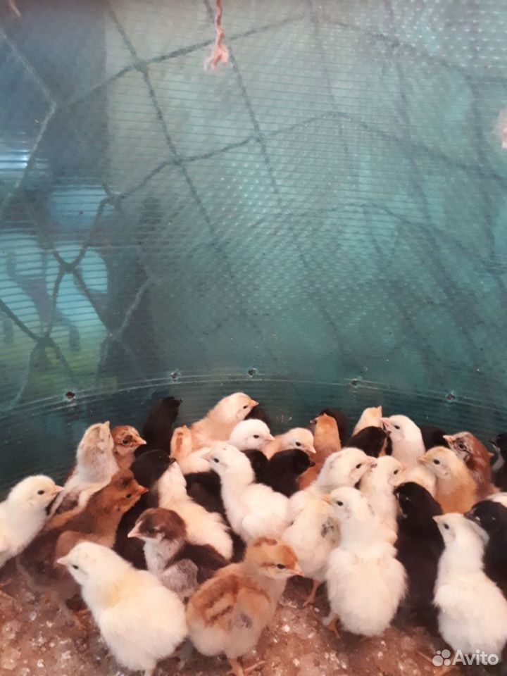 Продам цыплят,вылуп 5 июня купить на Зозу.ру - фотография № 4