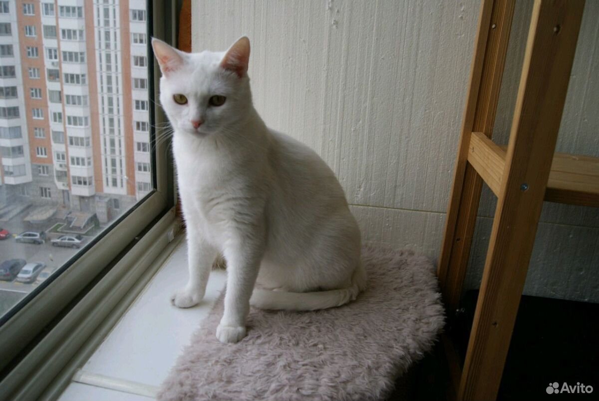 Белый кот ждет новых родителей купить на Зозу.ру - фотография № 2