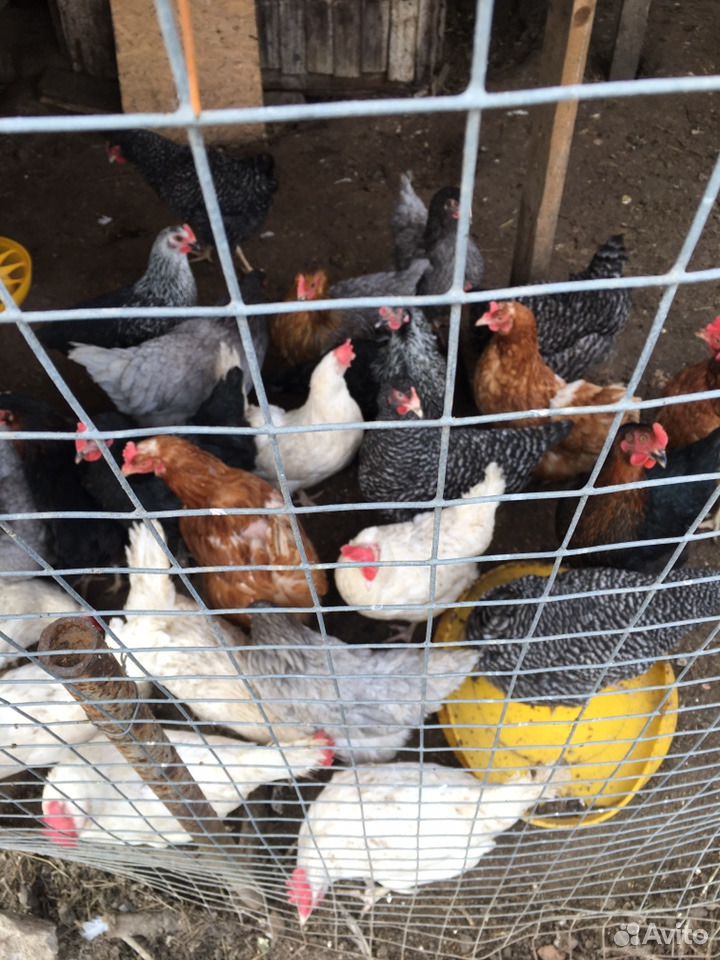 Домашние куриные яйца купить на Зозу.ру - фотография № 4
