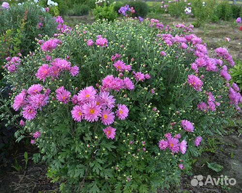 Садовые розовые хризантемы купить на Зозу.ру - фотография № 2