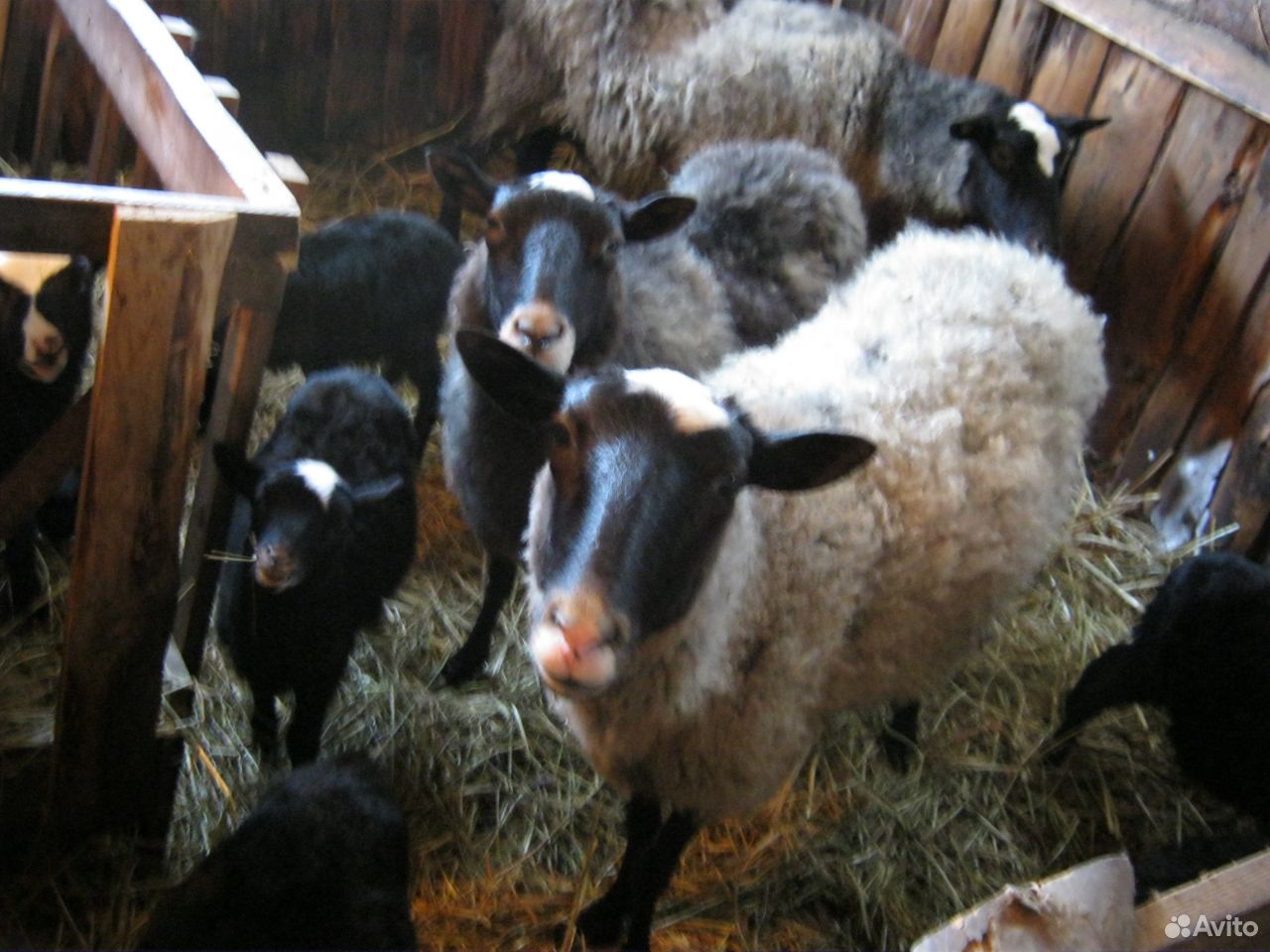 Продам овец романовской породы купить на Зозу.ру - фотография № 1