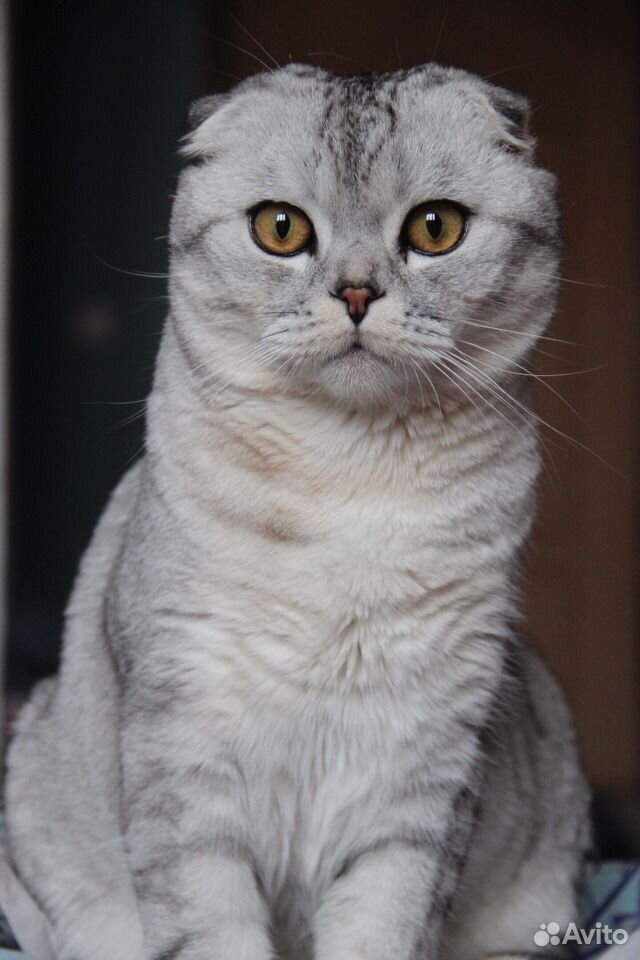 Шотландский кот на вязку купить на Зозу.ру - фотография № 1