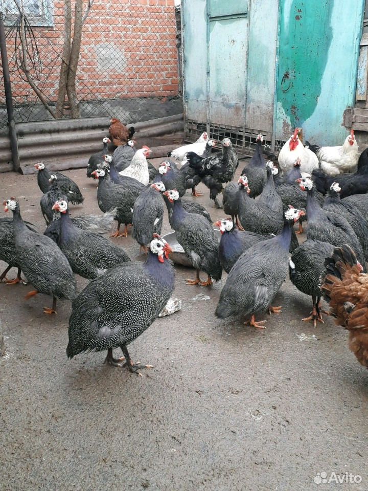 Цесарята и цыплята суточные купить на Зозу.ру - фотография № 3