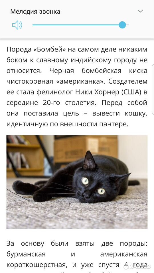 Котята от бомбейского кота купить на Зозу.ру - фотография № 1