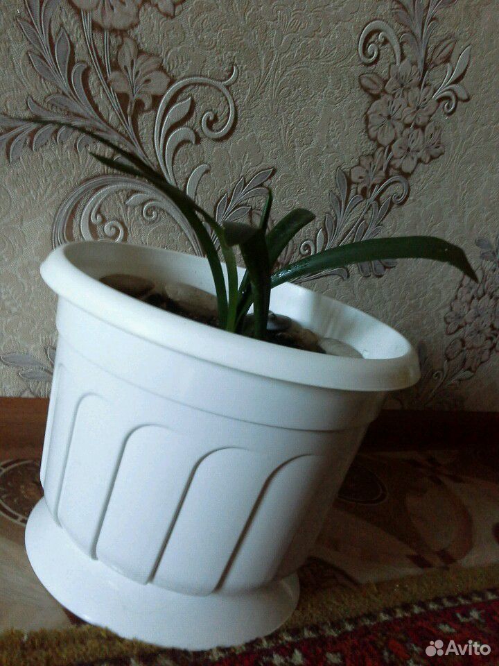Растение купить на Зозу.ру - фотография № 1