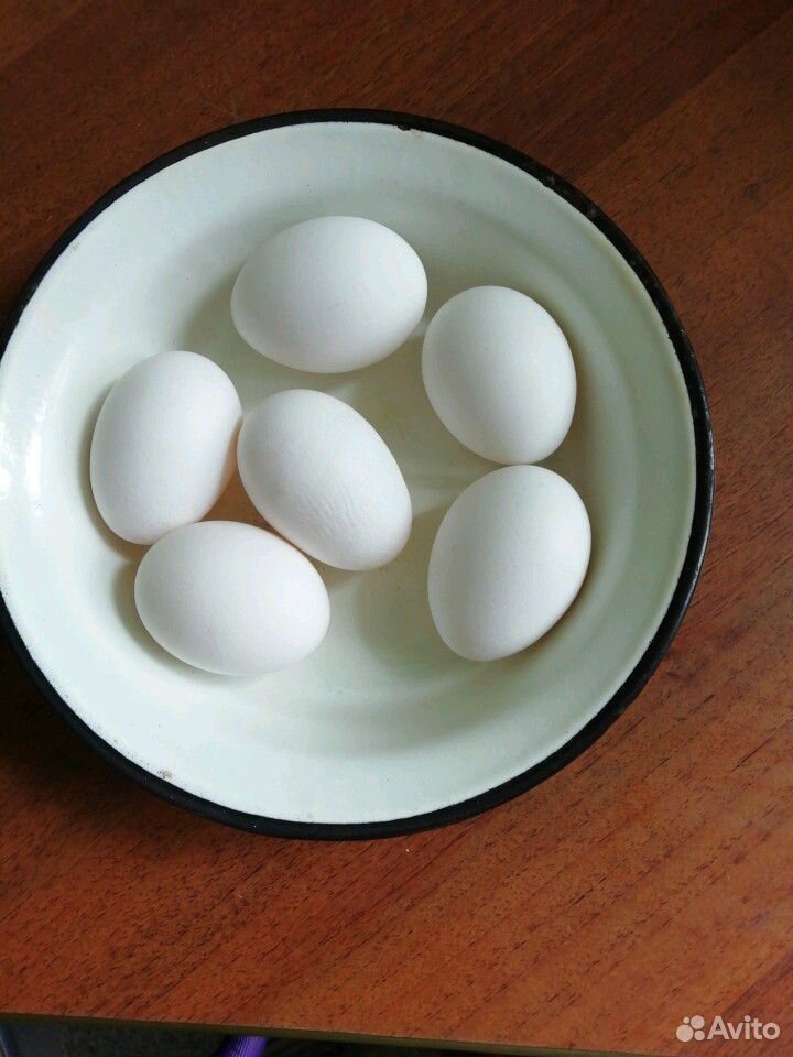 Яйцо инкубационное белое Леггорн купить на Зозу.ру - фотография № 1