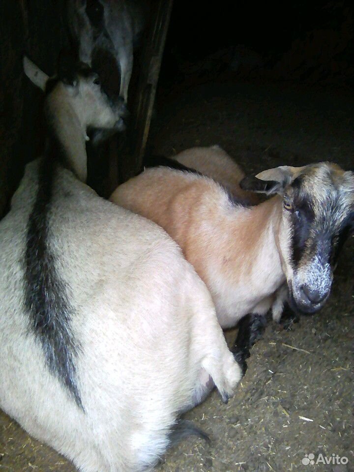 Продам альпийских молочных дойных коз купить на Зозу.ру - фотография № 1
