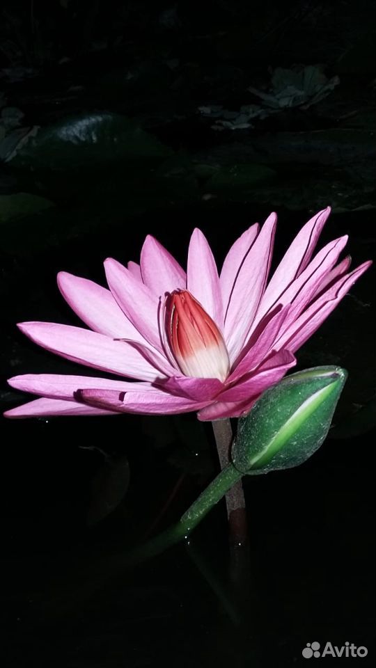 Лилии в пруд (нимфеи, кувшинки) купить на Зозу.ру - фотография № 9