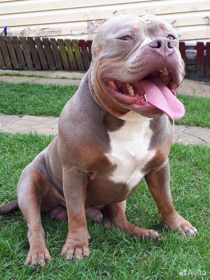 Продаются подрощенные щенки American Bully