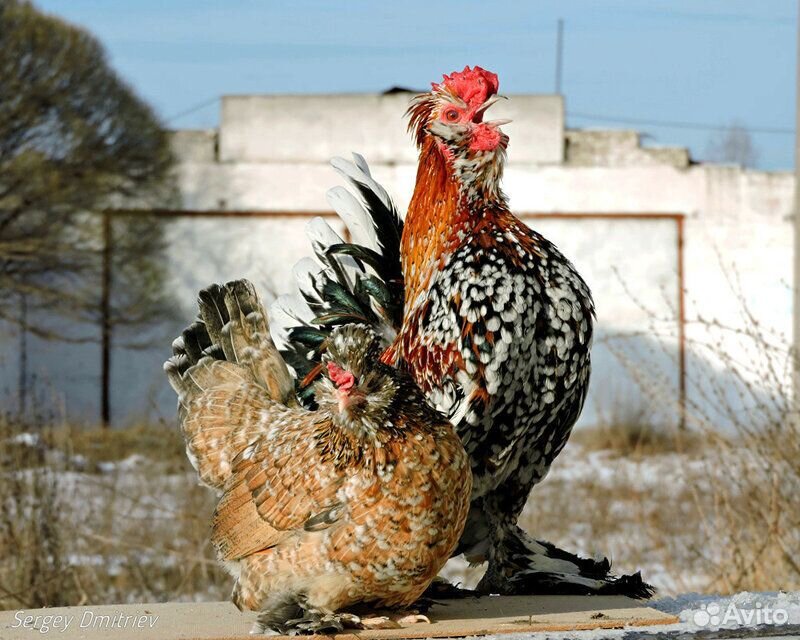 Цыплята- гуданы, алтайские бентамкибентамки купить на Зозу.ру - фотография № 1