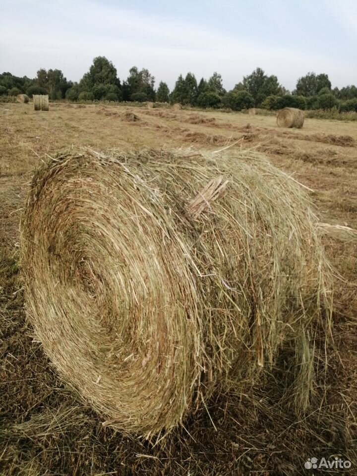 Продам таёжное сено урожай 2019 года в рулонах купить на Зозу.ру - фотография № 1