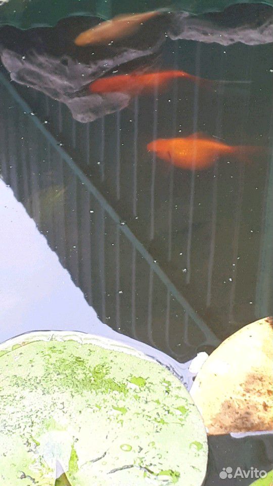 Золотые рыбки для пруда и аквариума " Комета" купить на Зозу.ру - фотография № 2