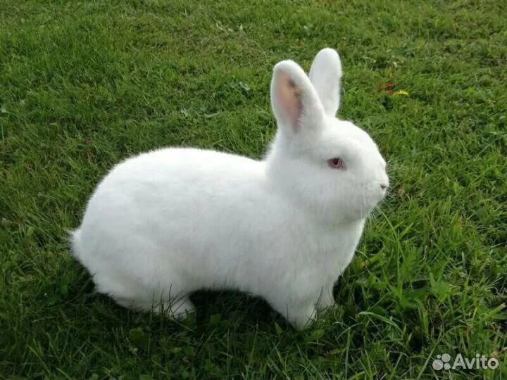 Новозеландская белая порода кроликов купить на Зозу.ру - фотография № 1
