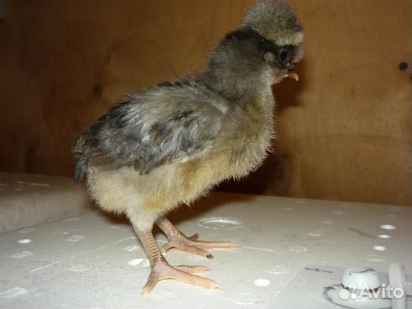 Цыплята суточные и яйца породистых кур купить на Зозу.ру - фотография № 3