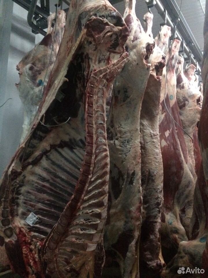 Мясокомбинат реализует мясо говядины(бык молодняк) купить на Зозу.ру - фотография № 3