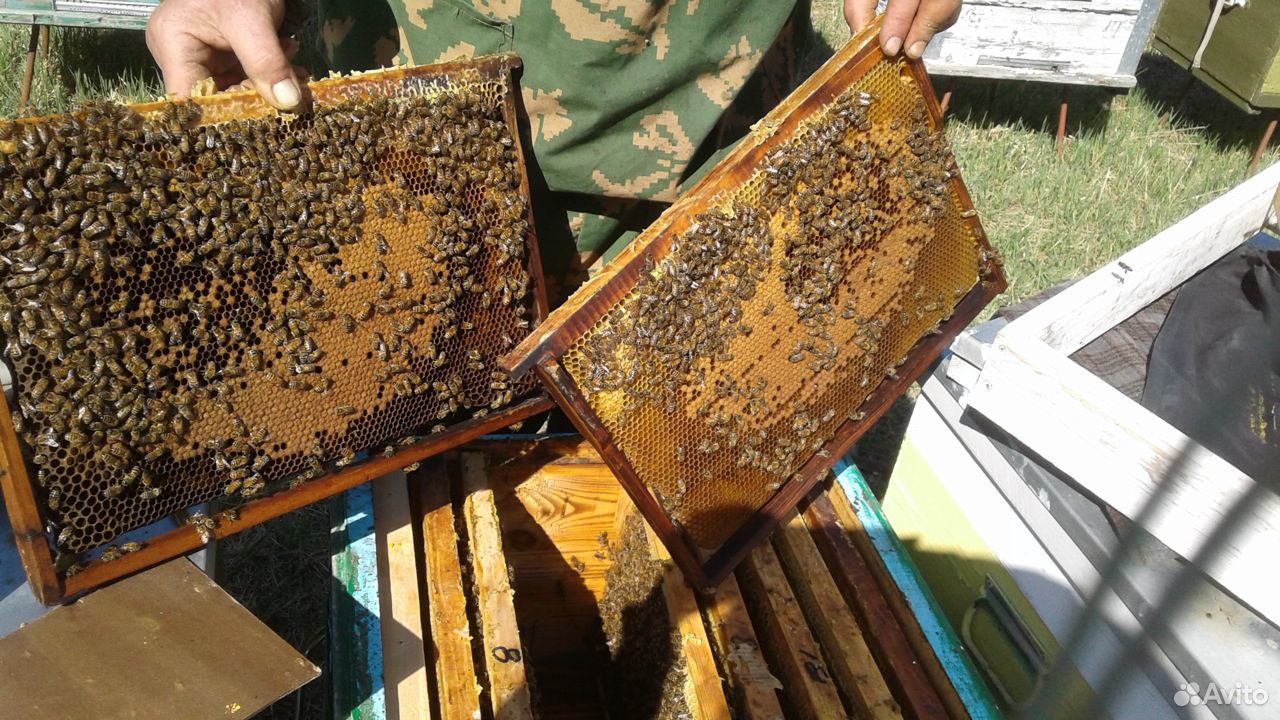 Пчелопакеты- пчелы купить на Зозу.ру - фотография № 1