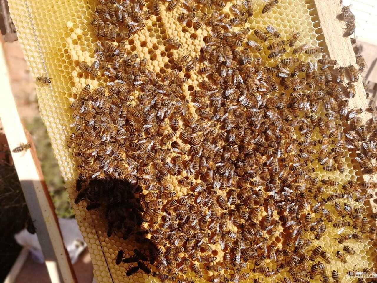 Авито краснодарский пчелопакеты. Пчелопакеты Карника. Пчелопакеты.