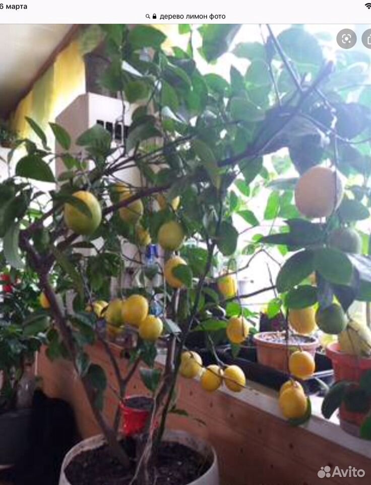 Розмарин, лимон, хоста, розы штамбовые, саженцы купить на Зозу.ру - фотография № 4