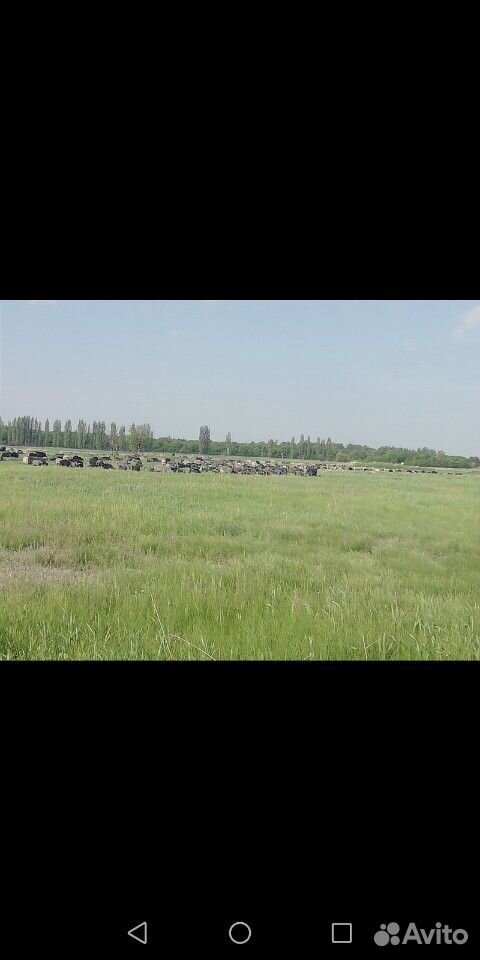 Принимаю коз овец на пастбище село мазурка купить на Зозу.ру - фотография № 2