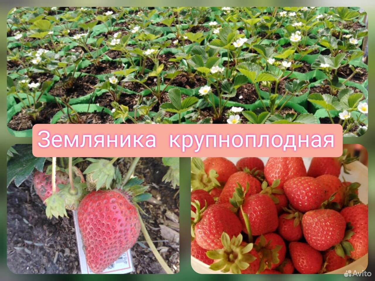 Рассада земляники садовой купить на Зозу.ру - фотография № 1