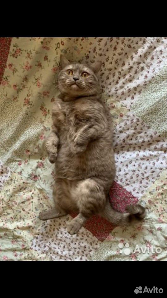 Шотландская Прямоухая кошка,стерилизована купить на Зозу.ру - фотография № 2