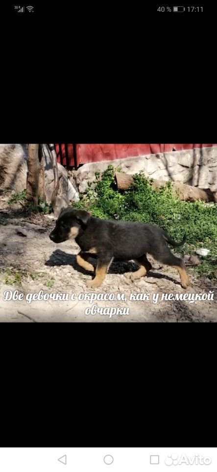 Сос щенки в опасности. Нужен постоянный дом купить на Зозу.ру - фотография № 4
