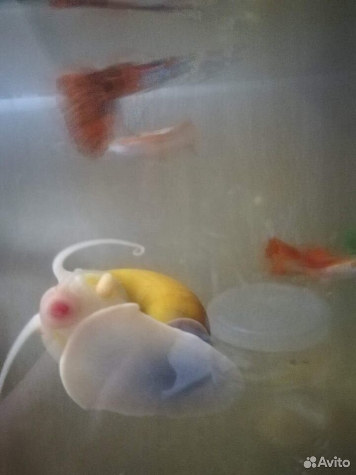Улитки желтые аквариумные(Ампулярии) купить на Зозу.ру - фотография № 3