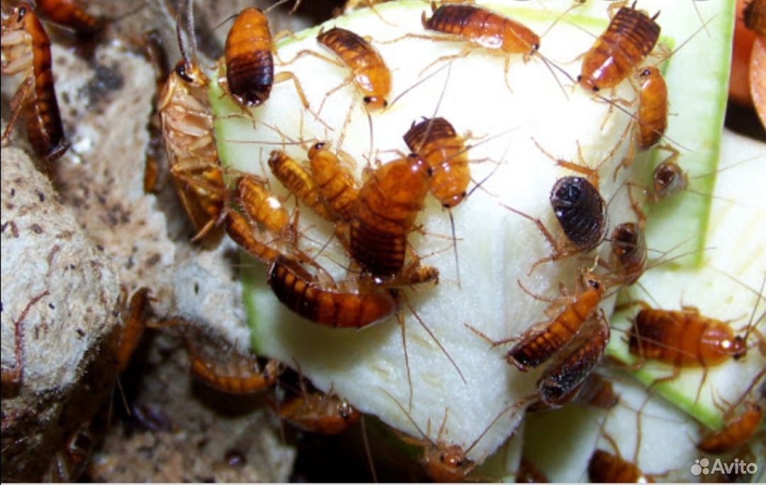 Туркменских тараканы купить на Зозу.ру - фотография № 1
