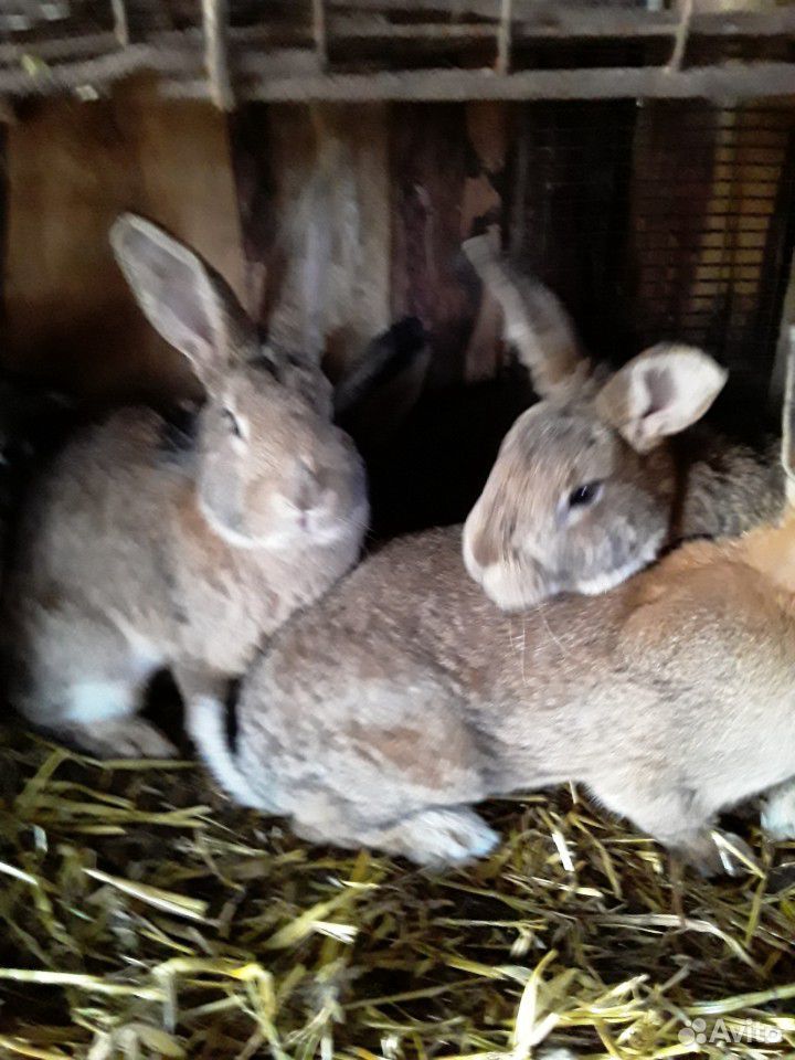 Кролики четырёх месяцев,и самки с малышами в налич купить на Зозу.ру - фотография № 8