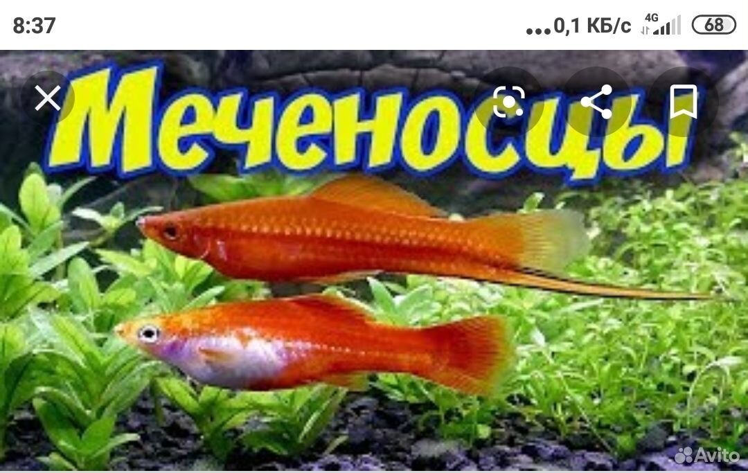 Аквариумные рыбки купить на Зозу.ру - фотография № 5