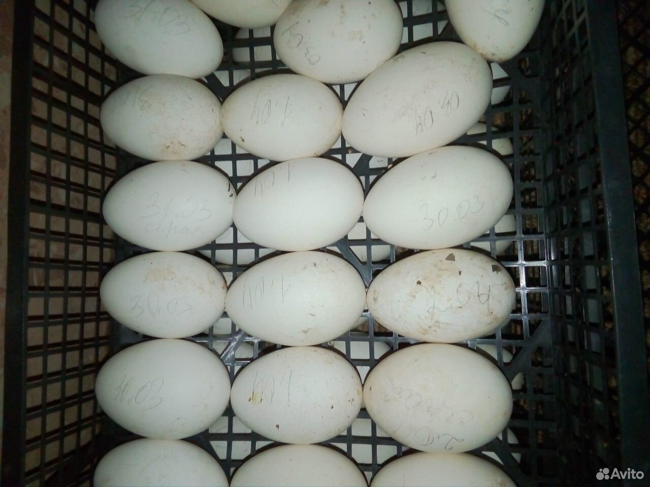 Гусиные яйца купить на Зозу.ру - фотография № 3