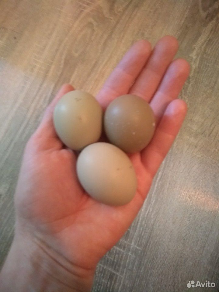 Яйцо фазана. Яйцо фазана румынского. Фазаны купить в Московской области для яиц.