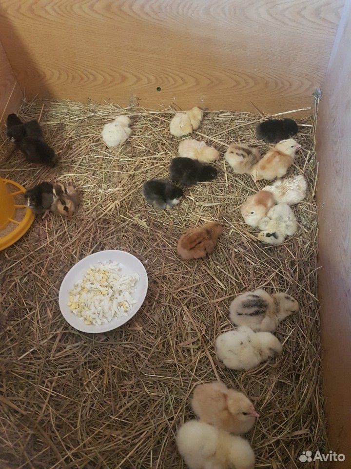 Цыплята и инкубационное яйцо купить на Зозу.ру - фотография № 4