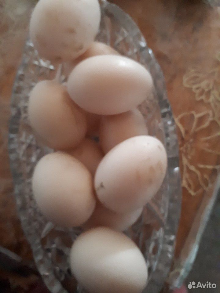 Яйца утиные для инкубации купить на Зозу.ру - фотография № 1