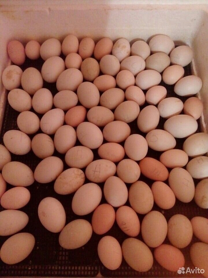 Птица и инкубационное яйцо купить на Зозу.ру - фотография № 4
