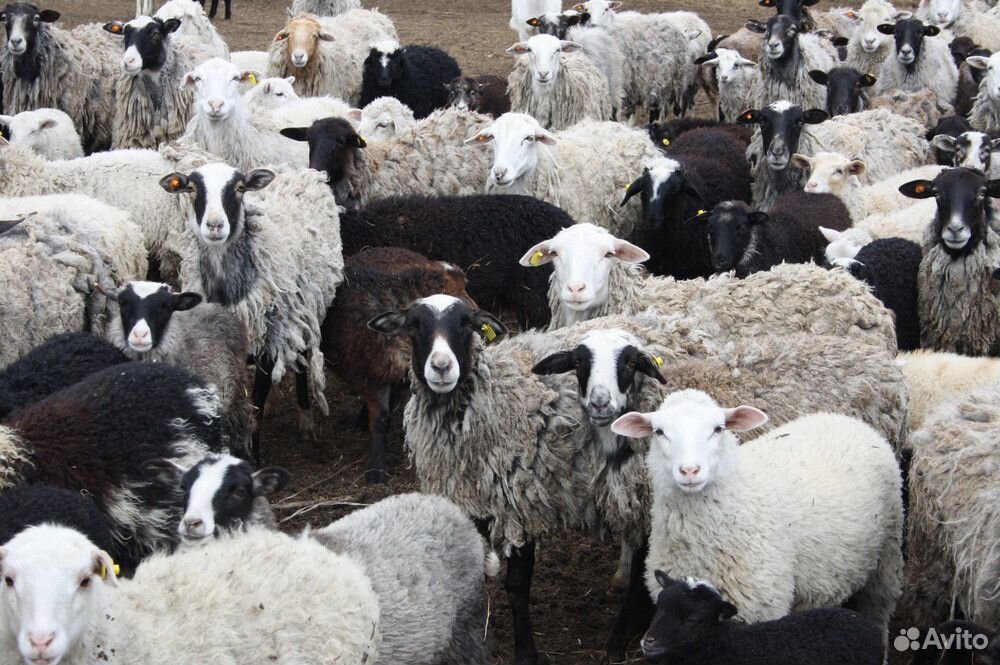 Овцы, ягнята купить на Зозу.ру - фотография № 3