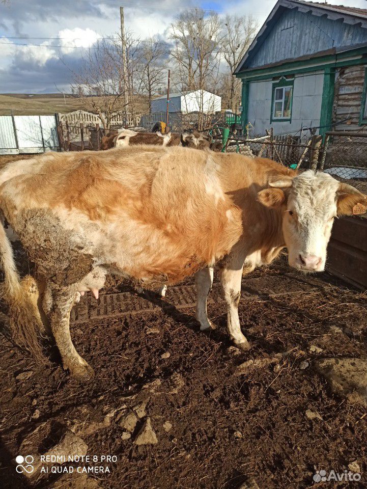 Корова молочный купить на Зозу.ру - фотография № 2