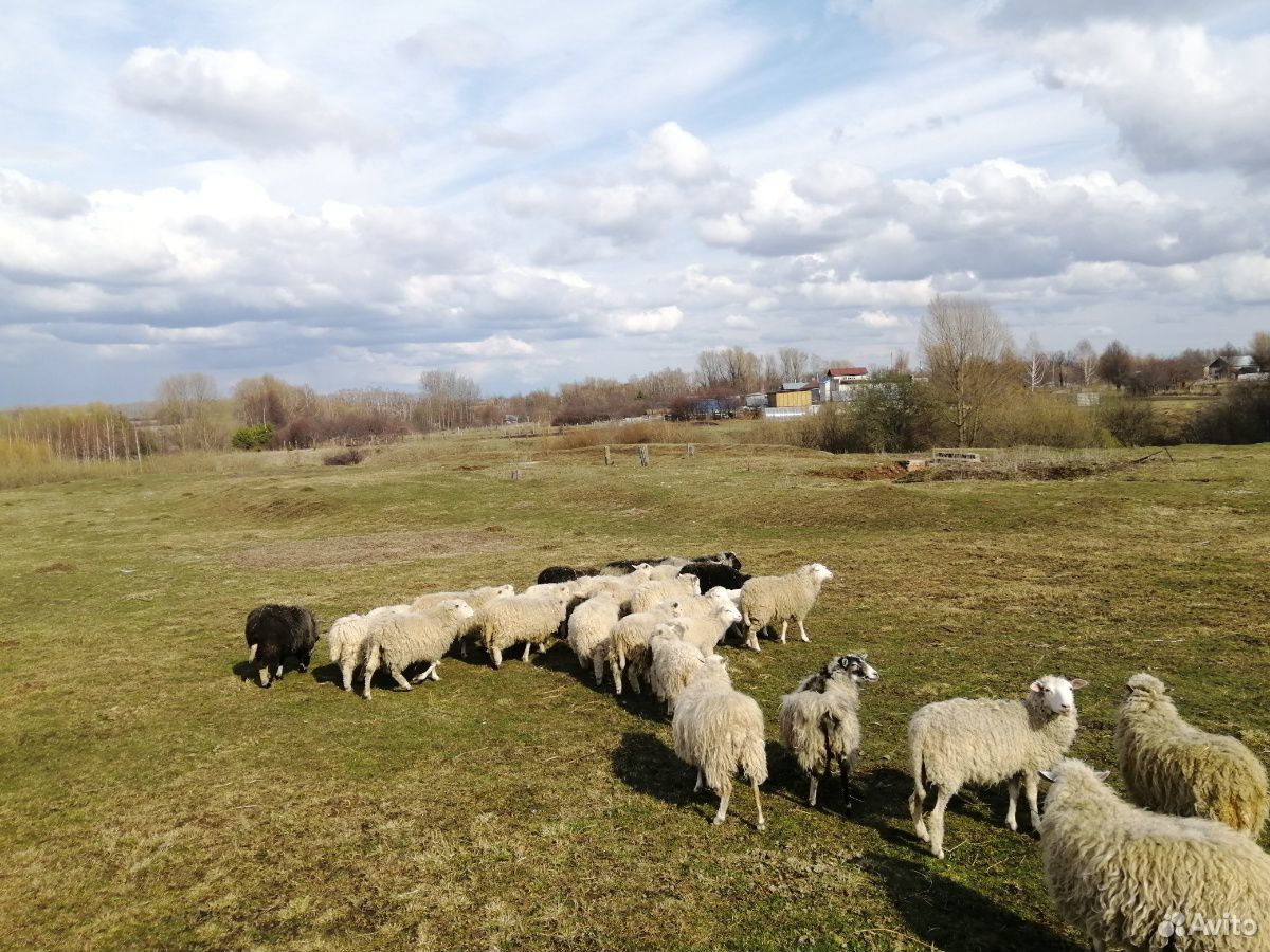 Продаю овец купить на Зозу.ру - фотография № 9