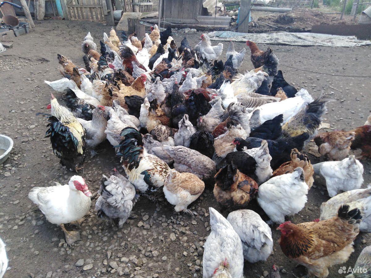 Цыпленок купить на Зозу.ру - фотография № 10