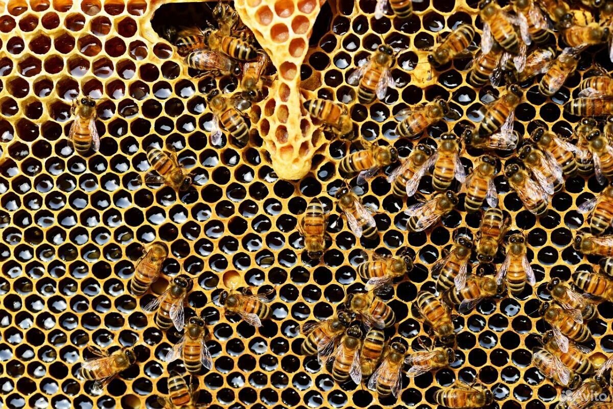 Пчелопакеты пчесемьи купить на Зозу.ру - фотография № 1